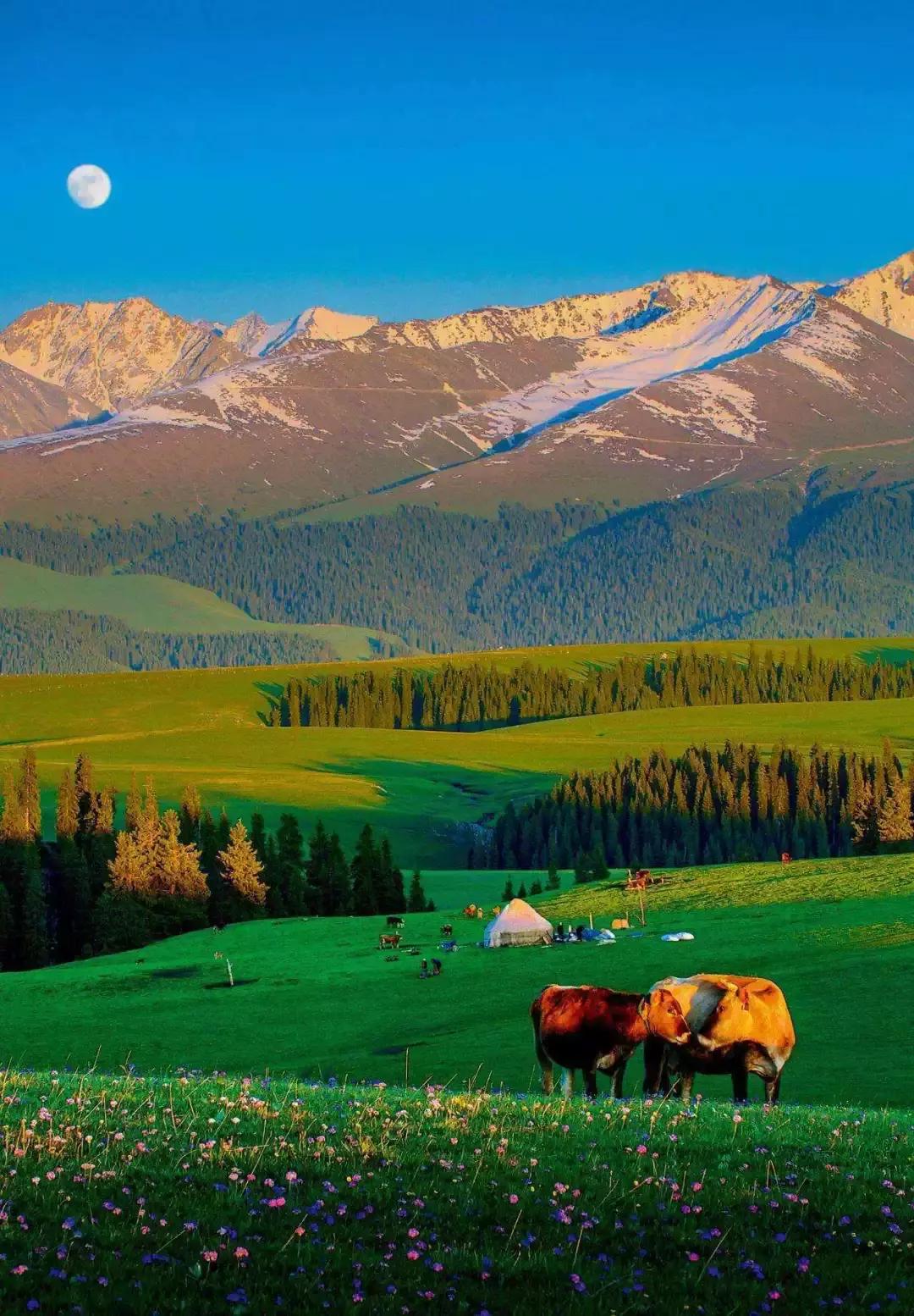 新疆，丝绸之路上的绚丽画卷🌸🌶️